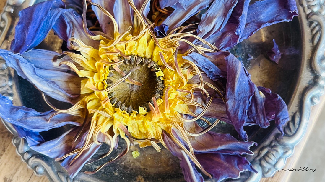 Blue Lotus: Skincare Benefits, Uses, Meaning & How It Works (Complete Guide) 👉