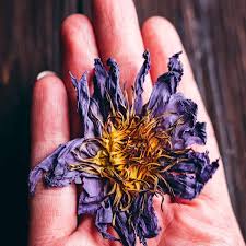 a hand holding a purple flower on a wooden table